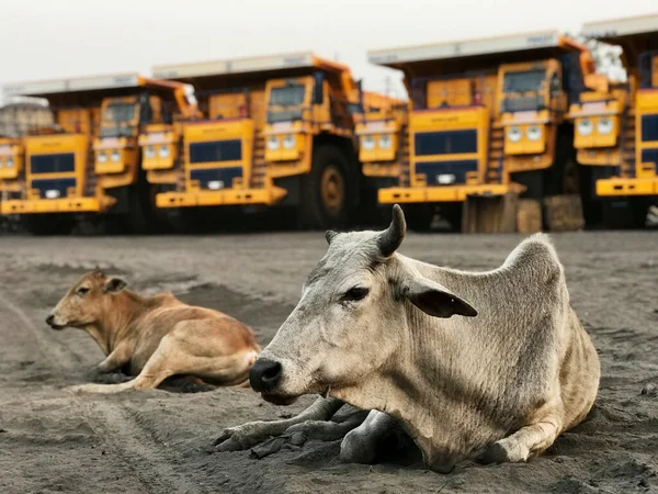 Indian cow lies on the sand against the backdrop of giant dump trucks