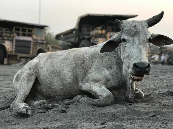 Indian cow lies on the sand against the backdrop of giant dump trucks