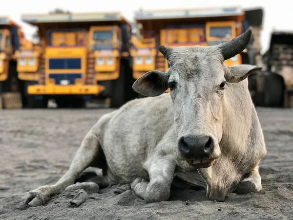 Indian cow lies on the sand against the backdrop of giant dump trucks