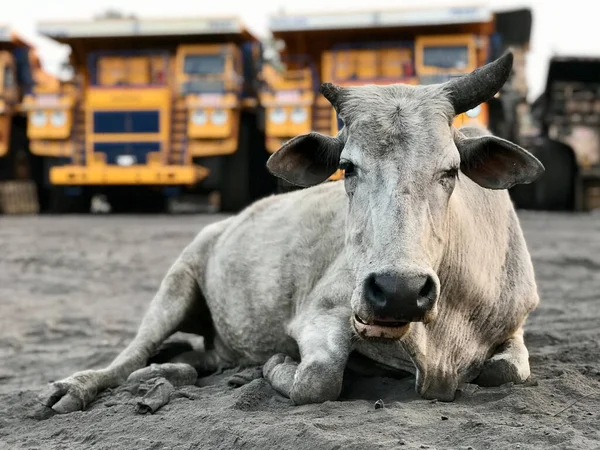 Indian cow lies on the sand against the backdrop of giant dump trucks