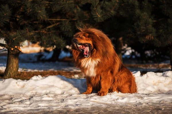 Mastiff Tibétain Bâille Dans Neige Hiver — Photo