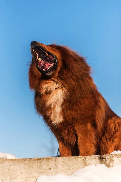 Tibetanska Mastiff Gäspar Snön Vintern — Stockfoto