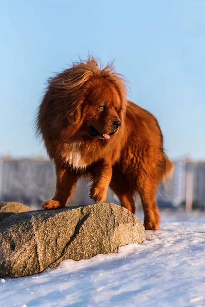 Tibetan Mastiff in the winter in the snow