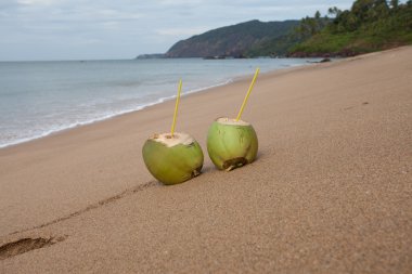 Sahilde Hindistan cevizi. Hindistancevizi üzerinde odaklanmak