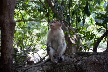 Maymun orman. Maymun üzerinde odaklanmak.