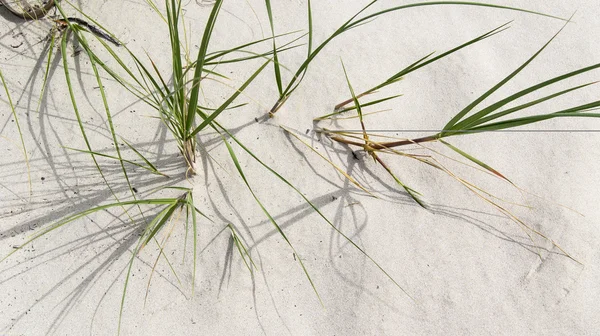 Erba nella sabbia sulla spiaggia — Foto Stock