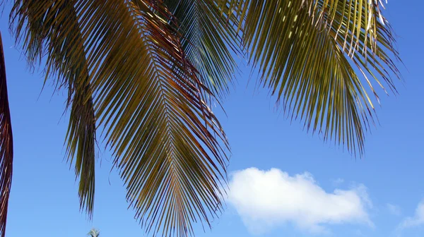 Mavi gökyüzü hurma ağaçlarının dalları — Stok fotoğraf