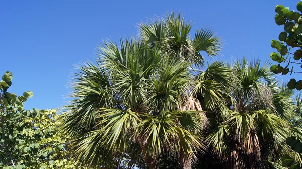 Takken van palmbomen tegen de blauwe hemel — Stockfoto