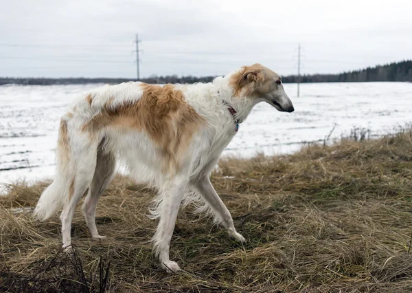 Cão correndo na grama no inverno — Fotografia de Stock