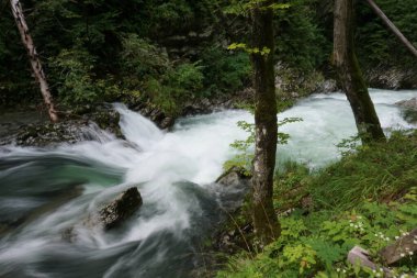 Bled 'deki Vintgar Vadisi' nde uzun süre görülmüş.