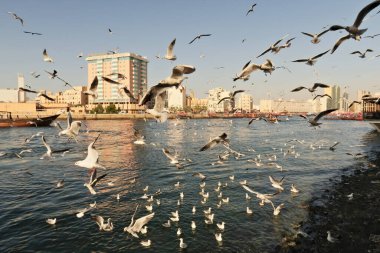 Dubai Deresi üzerindeki Eski Kasaba Limanı 'ndan bakıldığında birçok martı toplanıyor, havada uçuyor ve suda yüzüyor, Dubai, BAE, Birleşik Arap Emirlikleri 2024