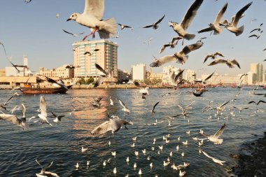 Dubai Deresi üzerindeki Eski Kasaba Limanı 'ndan bakıldığında yüzlerce martı toplanıyor, havada uçuyor ve suda yüzüyor, Dubai, BAE, Birleşik Arap Emirlikleri 2024