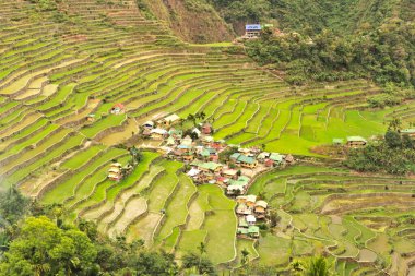 Banaue, Luzon, Filipinler 2024 'e yakın pirinç terasları, tarlaları ve tarlalarla çevrili Batad köyü manzaralı.