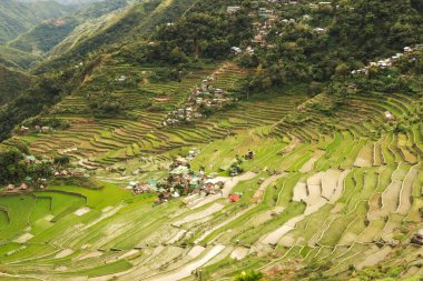 Banaue, Luzon, Filipinler 2024 yakınlarında pirinç teraslarından, tarlalardan, tarlalardan, tarlalardan görünen küçük bir köy.