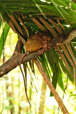 Bohol Tarsier Koruma Alanı, Bohol Adası, Filipinler 2024 'te yaprakların altındaki bir dalda dinlenen bir tarsier.