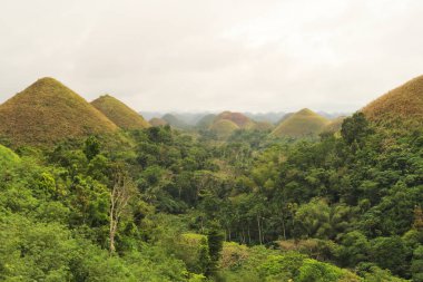Yoğun tropikal orman, yağmur ormanı Chocolate Hills, Bohol Adası, Filipinler 2024 arasında büyüyor.