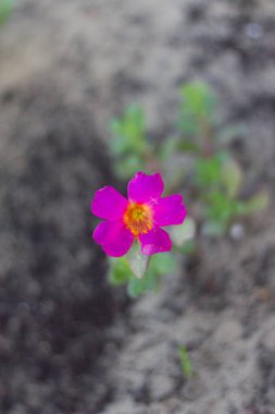 Güzel purslane ya da portulaca oleracea çiçeklerinin yakınları çiçek açıyor.