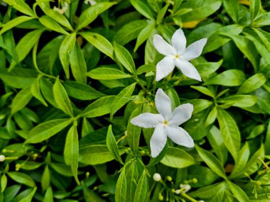 Gerdenia denen beyaz çiçekler yeşil yapraklı Crape Jasmine