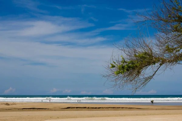 Albero Foglia Ramo Sul Cielo Blu Nel Sole — Foto Stock