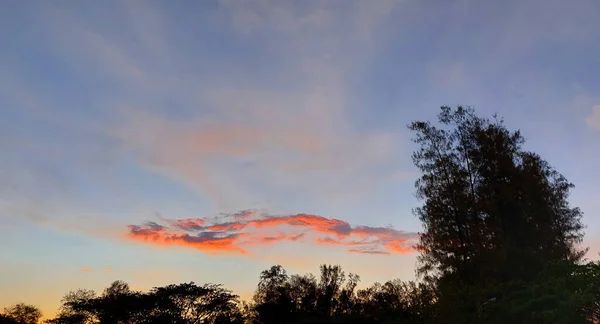 Belo Pôr Sol Com Céu Azul Paisagem Pinheiro — Fotografia de Stock