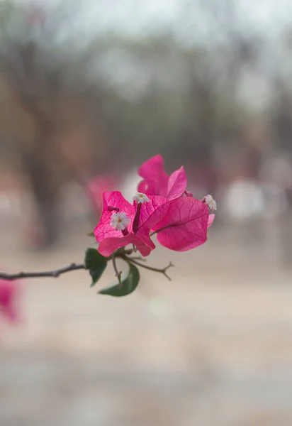 Zbliżenie Magenta Bougainvillea Kwitnące Kwiaty Drzewo Bougainvillea Lecie — Zdjęcie stockowe