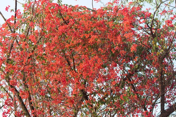 Bella Arancia Magenta Bougainvillea Fiori Fioriti Albero Bouganville Estate Carta — Foto Stock