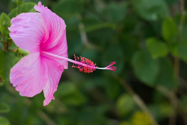 Fleur Hibiscus Rose Vif Sur Fond Naturel Vert — Photo