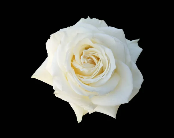 Krásná Jednopoprsí Bílá Růže Květiny Izolované Černém Pozadí Royalty Free Stock Fotografie