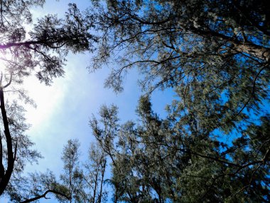 Ağaç dalları mavi gökyüzü, tepesi yaz günü