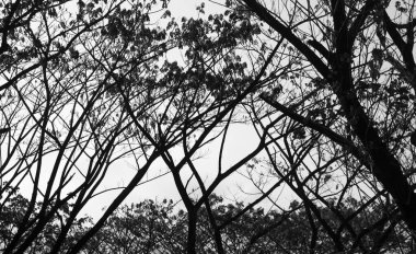 Siluet, ağaçların siyah ve beyaz dalları gökyüzüne karşı yapraklar.