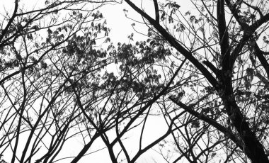 Siluet, ağaçların siyah ve beyaz dalları gökyüzüne karşı yapraklar.