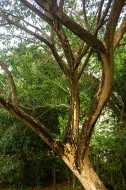 Tropikal Tayland 'da ağaçların gölgesinin altına bak.