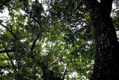 Tropikal Tayland 'da ağaçların gölgesinin altına bak.