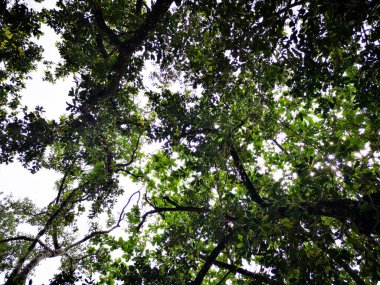Tropikal Tayland 'da ağaçların gölgesinin altına bak.