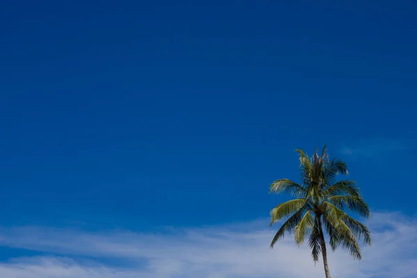 Single Coconut Palm Trees Blue Sky Sunny — Stock Photo, Image