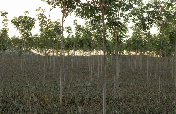 Granja Árboles Caucho Joven Que Produce Látex Contra Con Cielo —  Fotos de Stock