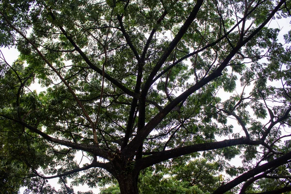 Kijken Omhoog Onder Schaduw Van Bomen Tak Tropisch Thailand — Stockfoto