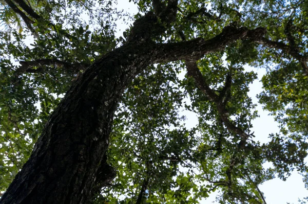 Mirar Hacia Arriba Bajo Sombra Rama Árboles Tailandia Tropical — Foto de Stock