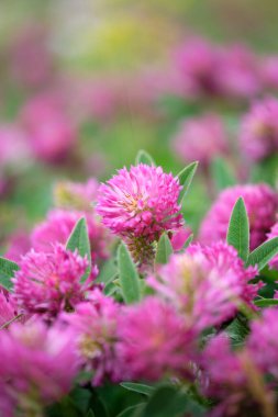 Leylak kır çiçekleri. Bulanık arka plan, gün. Yakın plan..