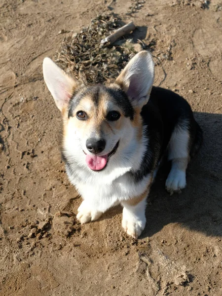 Perro Cárdigan Corgi Galés Playa Día —  Fotos de Stock