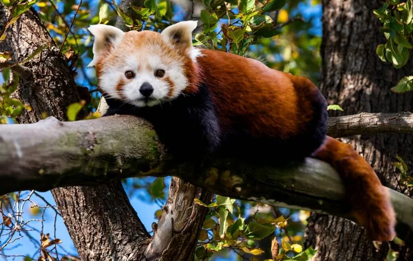 Lindo Panda Rojo Bosque —  Fotos de Stock