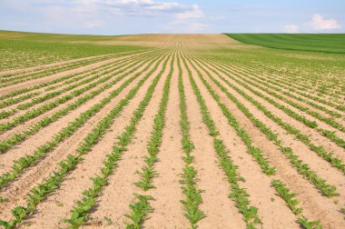Bitkileri, yem bitkileri tarım alanı. 