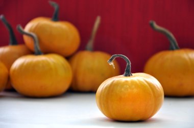 Sarı küçük balkabakları