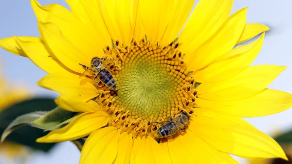 Bees collect pollen on sunflower — Stock Photo, Image