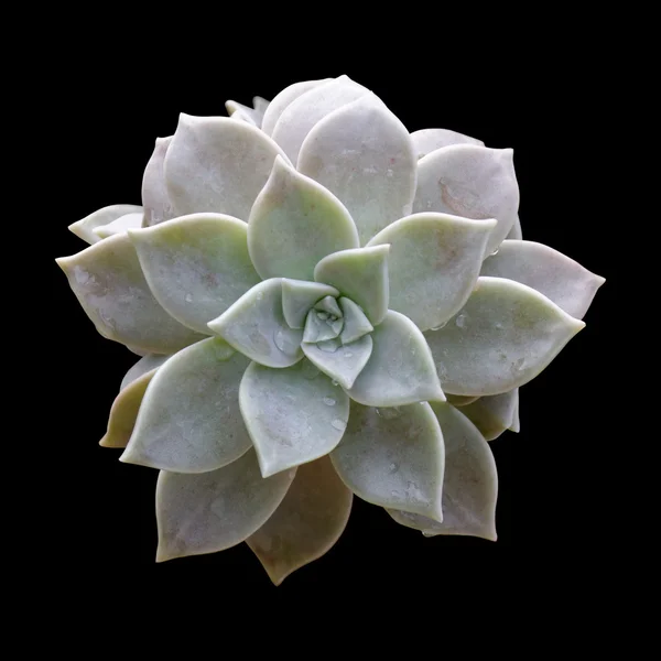 Graptopetalum paraguayense Images De Stock Libres De Droits