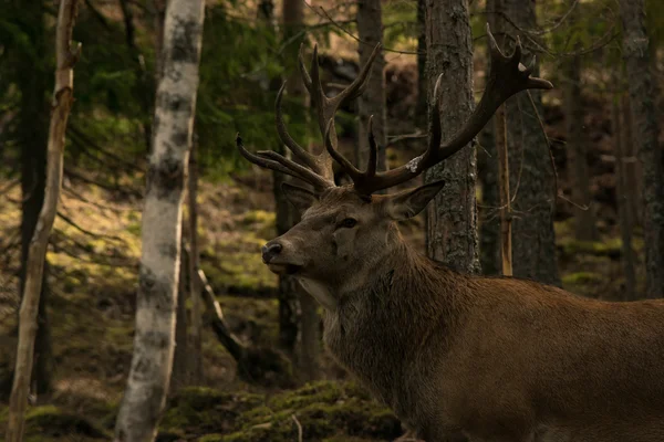 Great deer in the woods — Stock Photo, Image