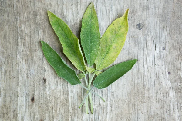 Salvia sobre madera — Foto de Stock