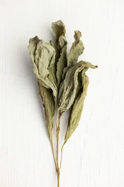 Dried herbs — Stock Photo, Image