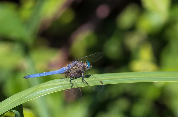 Vážka modrá Dasheru — Stock fotografie