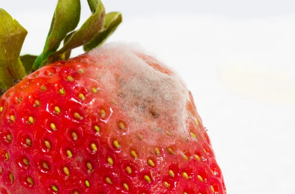 Strawberry with mold fungus — Stock Photo, Image